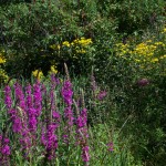 La Mara fleurs 3